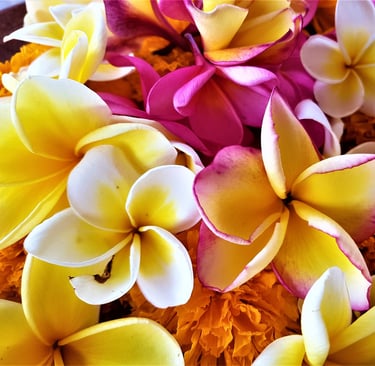 kwiaty frangipani