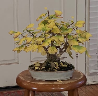 Ginkgo biloba bonsai tree with yellow fall colored leaves