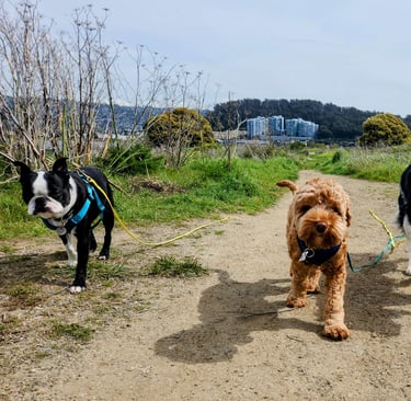 Three dogs are walking towards the camera on a wide hiking trail