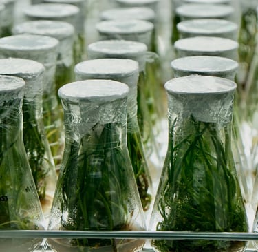 a bunch of bottles of water and plants in a row