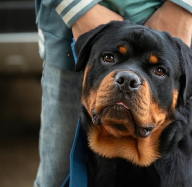Raça Rottweiler