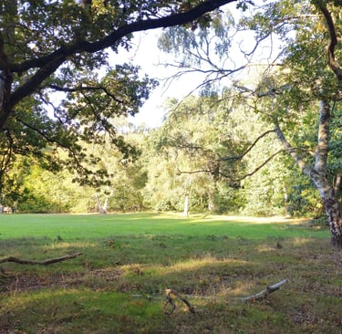 showing large mature trees surrounding a grassed open space