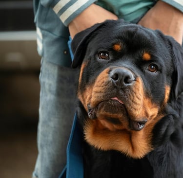 Raça Rottweiler