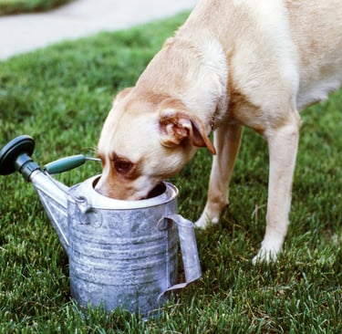 Dog drinking from a watering can