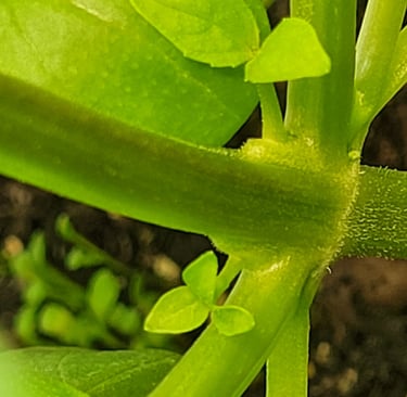 réveil épigénétique favorisant l'apparition de 4 entres noeuds sur le même étage