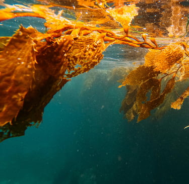 Kelp seaweed, used to make seaweed extract for plants