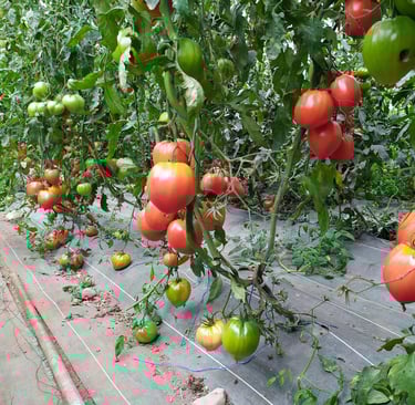 Tomates bio