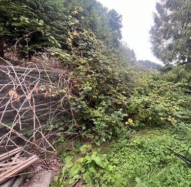 blackberry bushes over a retaining wall