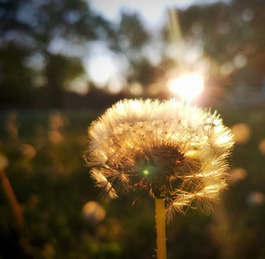 Delicate dandelion glowing as light shines through, symbolizing hope & resilience amidst difficulty