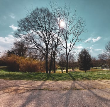 scatto su alberi spogli di inverno al parco, con luci e ombre