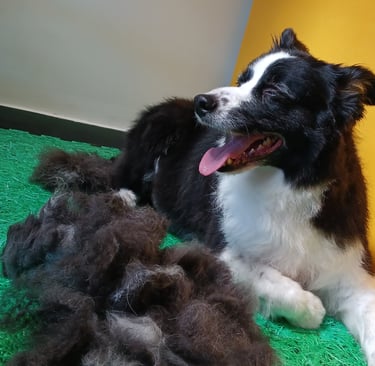 a dog is laying on the floor next to a pile of fur