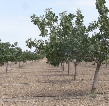 Imagen de forestación agrícola