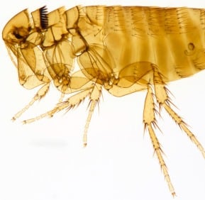 Montreal Rrodent Flea Guide