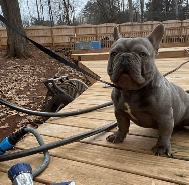 French Bulldog male 