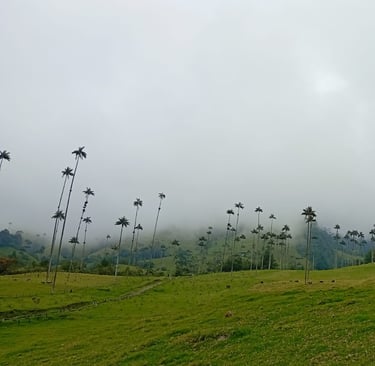 Palme della Valle del Cocora
