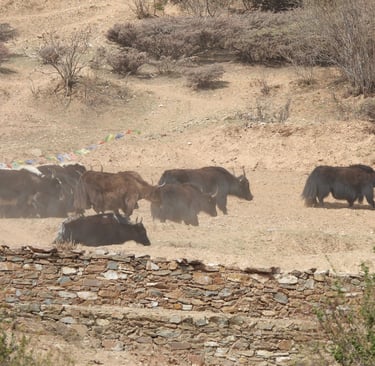 Galloping yaks in dolpo