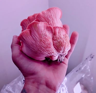 pink oyster fruit being held in a hand after harest