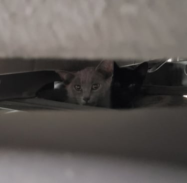 Feral Kittens hiding in car compartments