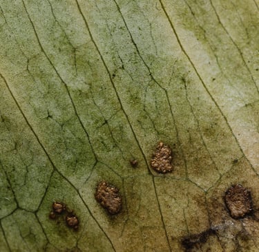 Brown spots