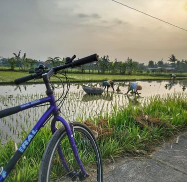 a bicycle parked next to ricefield