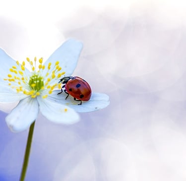 a ladybug ladybug ladybug ladybug ladybug