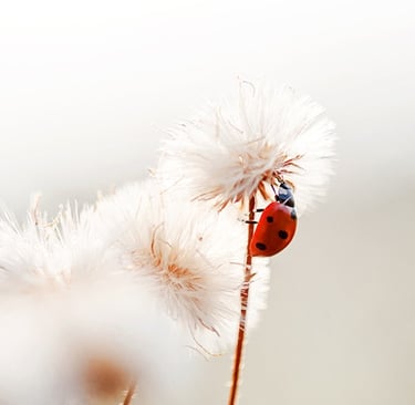 a ladybug ladybug ladybug ladybug ladybug