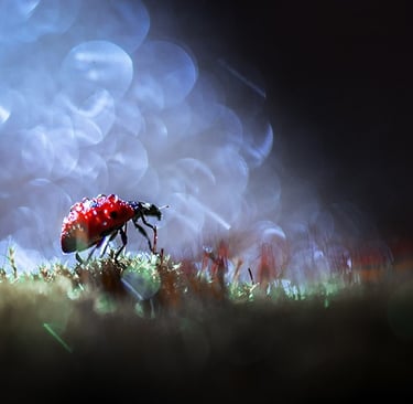 a lady buggy buggy buggy buggy buggy buggy buggy