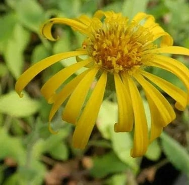 Suplemento de Arnica: O Que é, Para Que Serve
