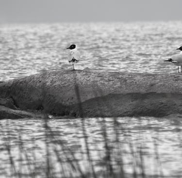 a group of birds sitting on top of a rock