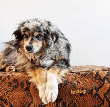 Dog on leather orthopedic non-toxic bed