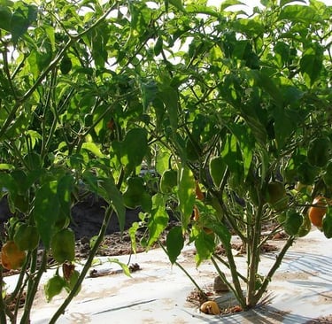 Habanero Plants