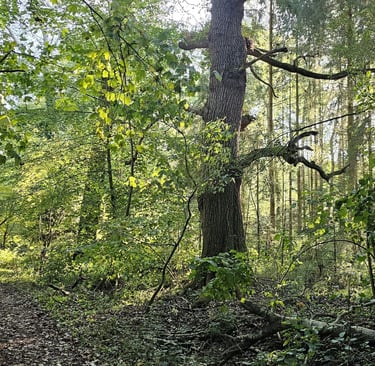showing woodland scene in summer with large mature tree