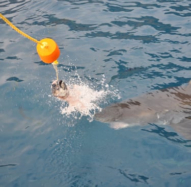 Great White shark diving in Guadalupe Island, off the coast of Mexico