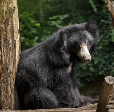 ours lippu dans le vallée Churia