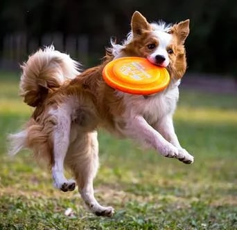 Dog Frisbee