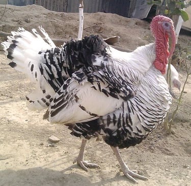 Turkey Image