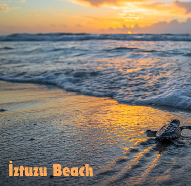 Caretta Caretta Turtle at İztuzu Beach