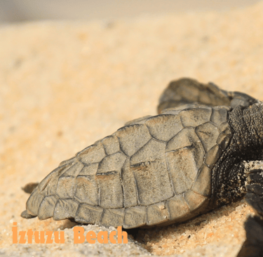 a baby caretta caretta turtle at İztuzu Beach