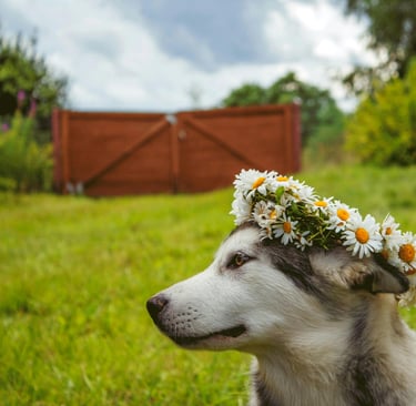 Cachorra femea nomes