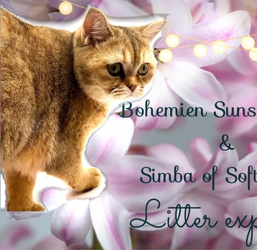 Britisch Kurzhaar Katze golden shaded, golden shell point Wurfplanung