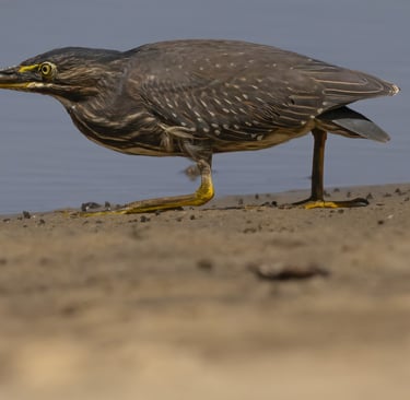 a bird with a yellow beak and a black beak