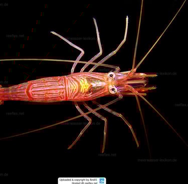 camarao bailarino Lysmata ankeri