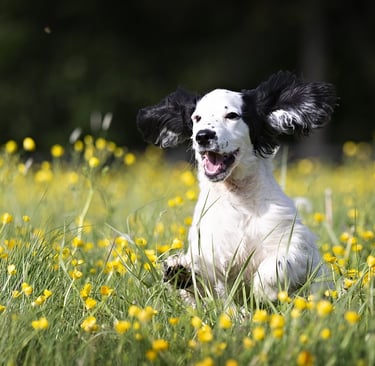 Chien heureux qui court dans l'herbe