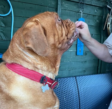 Step 1: Lilou getting a treat before she gets her ears cleaned