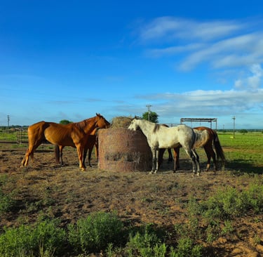 a group of horses standing in a field eating hay