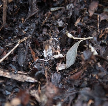 a bunch of compost with benefits but also disadvantages