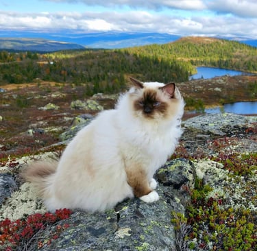 Sjokolademasket Hellig Birma | Supreme Premier Sofus Armani