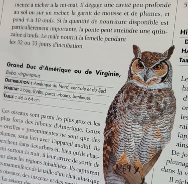 Grand duc - Le grand livre des animaux - Solar