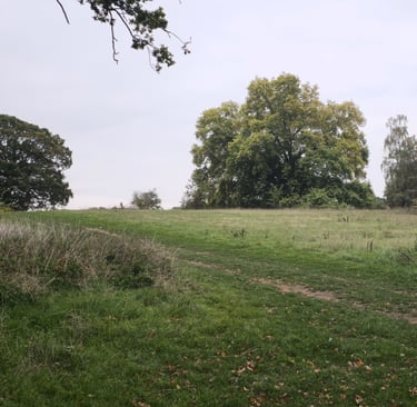 open grassland with mature trees