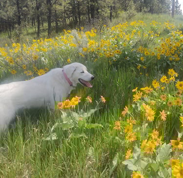 Our Lily-wolf will always be remembered with love!